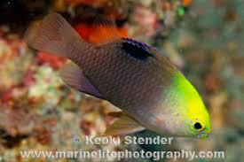 Image result for Bolusiella talbotii