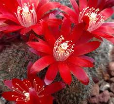 This plant is native to rainy environments. Rebutia Fulviseta Cactus Jungle Cacti And Succulents Red Flowers Cactus