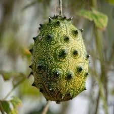 Image result for Landolphia kirkii