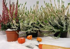 10 piante resistenti al freddo che fioriscono in inverno. Piante Da Vaso Resistenti Al Gelo