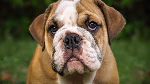 Those are the questions we will try and answer below. English Bulldog Puppies Breed Info And Who Needs A Bulldog Today