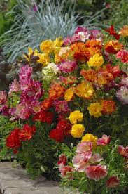 Image result for Eschscholzia