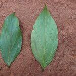 Image result for Celtis zenkeri