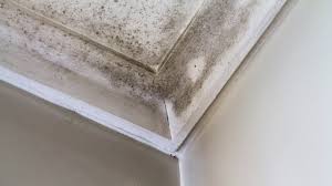Ec3 products clean away mold spores & dust that settles on surfaces & furniture. How Do I Get Rid Of Damp Stains On My Bathroom Ceiling And Walls