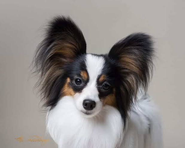 Papillon Breed Judging – Showsight Magazine