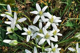 Check spelling or type a new query. Star Of Bethlehem Plant Care Growing Guide