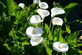 Flower Report For July 24 2014 Calla Lily Flowers Calla Lily Calla Lily Bulbs