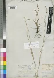 Image result for Schoenoxiphium