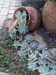 Sukkulenten Fur Draussen Winterhart Und Exotisch Pflanzideen Sukkulenten Gartenprojekte