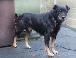 Sie wünschen sich tolle menschen als rudelführer mit denen sie ihr weiteres hundeleben gemeinsam verbringen dürfen. Vier Hunde Suchen Ein Neues Zuhause