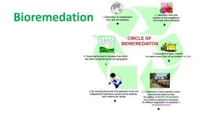 There are four main types of contamination: Bioremediation Concept Types Advantages And Limitations Online Biology Notes