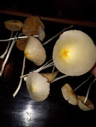 Image result for Bolbitius sp.