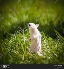 White Sugar Glider Image Photo Free Trial Bigstock