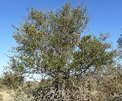 Image result for Combretum xanthothyrsum