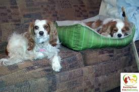 Select services include baths, nail trimming, anal. Dog Friendly Vacations Dog Friendly Chicago Illinois Traveling With Pets