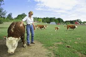 Much like their larger scale brethren, miniature goats are intelligent, curious. Miniature Cows Flourish In Tekamah Local News Fremonttribune Com