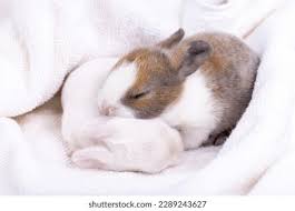 Image result for tbn:nuNU7FPK4A54yM::rvforsaleguide.com/images/bunny-resting-picture.jpg