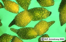 Image result for Wolffiella