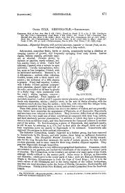 Image result for Hirpicium gracile