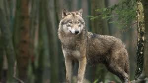 Lexin är en kombination av lexikon och ordböcker som har tagits fram för användning i primärt invandrarundervisning. Wolf Im Allgau Konnte Durch Zufall Eins Der Tiere Fotografiert Werden Welt