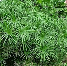 Umbrella papyrus needs 0.5 cups of water every 9 days when in a 5 pot. Amazon Com Umbrella Palm Plant Cyperus Alternifolius Involucratus Papyrus Sedge Garden Outdoor
