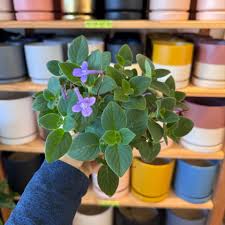 Image result for Streptocarpus solenanthus