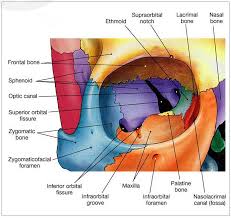 Orbital Bone Anatomy Human Anatomy Diagram Medical Anatomy Human Anatomy And Physiology Anatomy