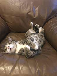 We did not find results for: Since Cats Sleeping On Their Backs Seems To Be The Trend Of The Week Cat Sleeping Cats Kitty