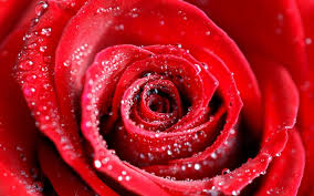 Red rose hd 1080p resolution: Water Drops On Red Rose Wallpaper Flowers Wallpaper Better