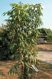 Image result for Lepisanthes