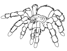 Realistic Spider Coloring Sheet Spider Coloring Page Insect Coloring Pages Bug Coloring Pages