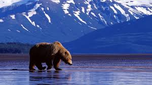 Check spelling or type a new query. Mountains Landscape Nature Mountain Bear Wallpapers Hd Desktop And Mobile Backgrounds