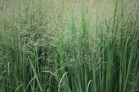 Image result for Panicum pansum