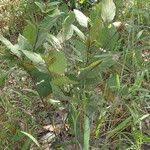 Image result for Polhillides