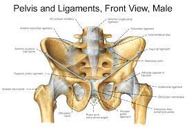 • pelvis begins at the iliac crests and ends at the symphysis pubis. Ligaments As A Source Of Pain And Suppressed Performance Denver Pain And Performance Solutions