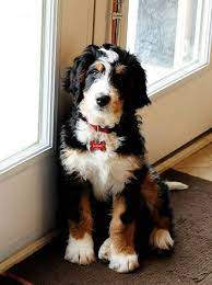 image result for size of a tri colored bernedoodle puppy bernedoodle mountain dogs dogs