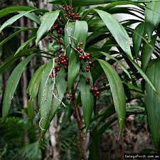 Cordyline Rubra Red Fruited Palm Lily Tree Asparagus Fern Toxic Plants For Cats Plants