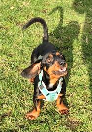 Maybe you would like to learn more about one of these? Dachshund Dogs For Adoption