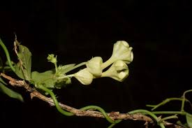 Image result for Xerophyta schlechteri