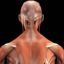 It provides images in the axial and coronal planes so that the user can study and learn anatomy. Extrinsic Back Spinal Extensor Muscles Superficial Layer