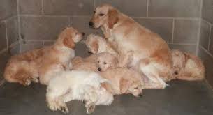 Neuse river golden retriever rescue, inc. Retired Breeding Dogs Retrieve A Golden Of The Midwest