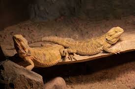 Check spelling or type a new query. How To Tell A Bearded Dragon Gender 3 Ways To Tell Boy Or Girl