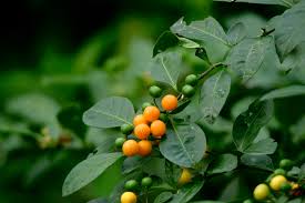 Image result for Solanum sp.no.2