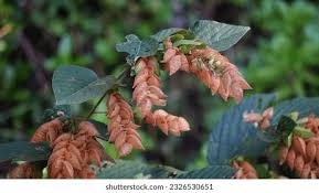 Image result for Flemingia strobilifera