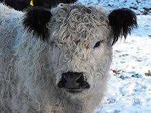 The current with matt galloway. Galloway Rind Wikipedia