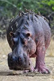 31 Best Animal Pictures On National Hippo Day Deadly Animals Animals Nature Animals