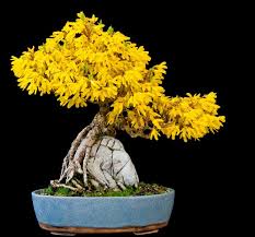 Common Name Forsythia Scientific Name Forsythia X Intermedia Age 12 Height 33 Trunk Base With Stone 15 Cm Date Of Photo 10 Bonsaj Rasteniya Derevo