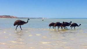 It S Not Just People Heading To The Beach This Flock Of Emus Were Snapped Cooling Off In Shark Bay Where The Mercur Australian Animals Emu Western Australia