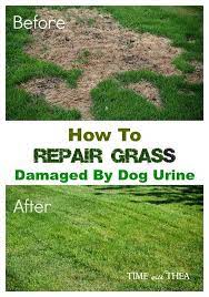 How To Repair Grass Damaged By Dog Urine Time With Thea Lawn Repair Dog Urine Lawn And Garden