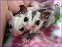 Self Mutilation Sugar Glider Info